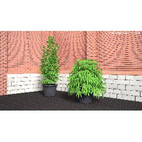 Marijuana Plant 3D model